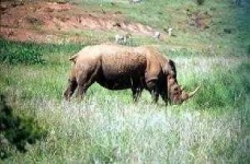 image of rhino