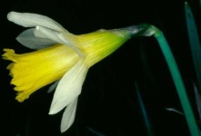 image of flower
