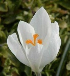 image of flower