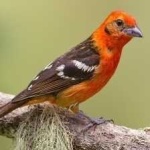 image of bird
