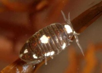 image of isopod
