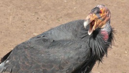 image of animal
