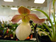 image of flower
