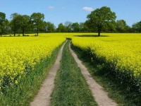 image of rapeseed