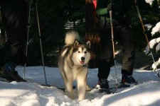 image of malamute