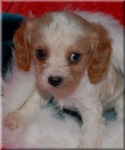 image of blenheim_spaniel