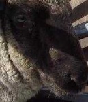 image of sheep_face #29