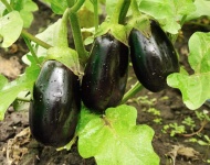 image of eggplant #9