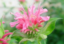 image of flower