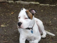 image of animal