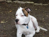 image of american_bulldog #8