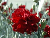 image of flower
