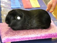 image of guinea_pig