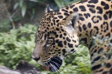image of jaguar_car