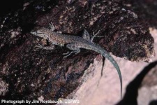 image of whiptail