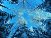 image of snowy