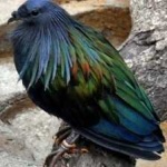 image of bird