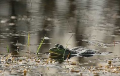 image of bullfrog