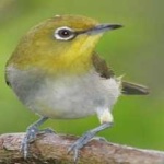 image of bird