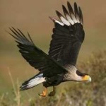 image of bird