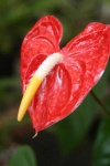 image of flower