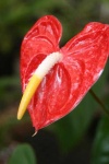 image of anthurium #9