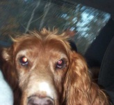 image of irish_setter #20