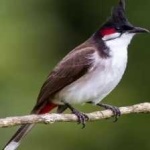 image of bird