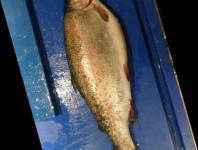 image of trout #0