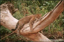 image of jaguar_car