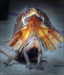 image of frilled_lizard