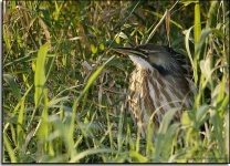 image of bittern
