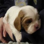 image of animal