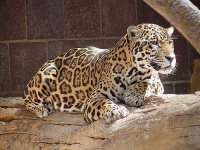 image of jaguar_car