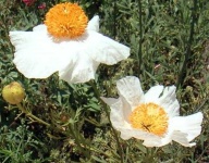image of flower