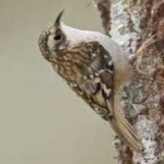 image of bird
