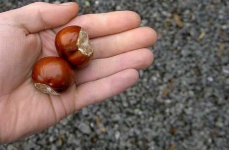 image of buckeye