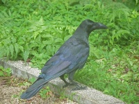 image of animal