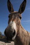 image of animal