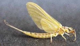 image of mayfly
