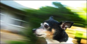 image of toy_terrier