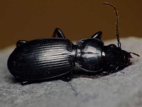 image of ground_beetle