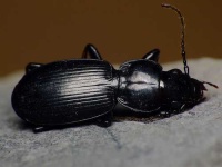 image of ground_beetle #14