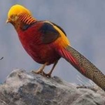 image of golden_pheasant #18