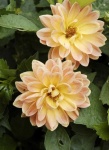 image of flower