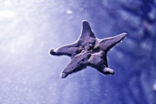 image of starfish #24