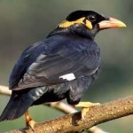 image of bird