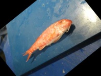 image of red_mullet #30
