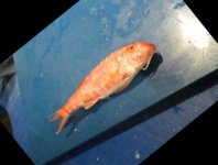 image of fish
