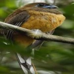 image of red_naped_trogon #7